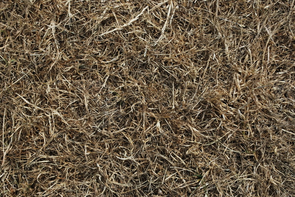 Texture JPEG grass texture brown grass