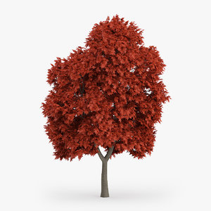 3d model red maple tree 8m