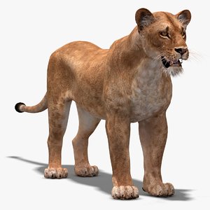 lioness lion 3d max