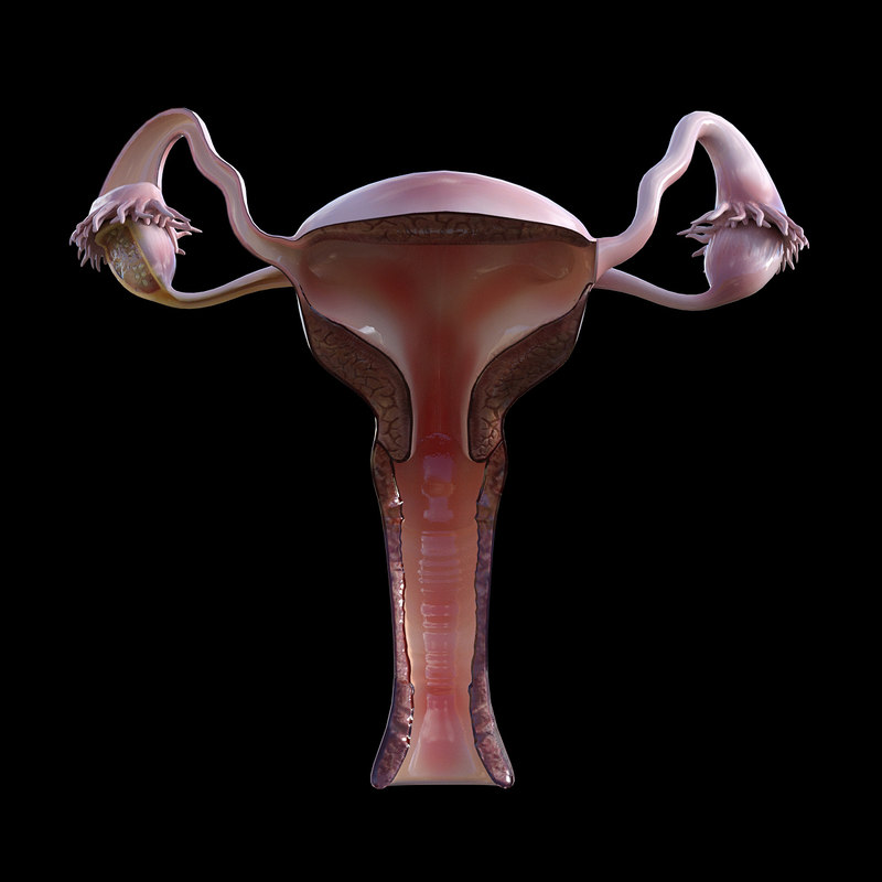 3d Model Female Reproductive