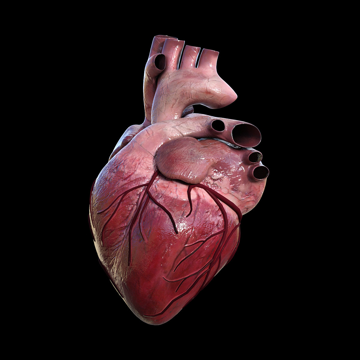 Human Heart 3D Model Online