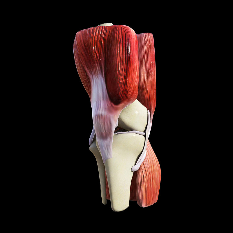 3d model knee