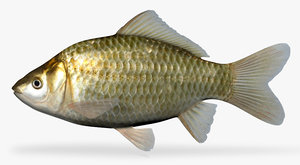 carassius auratus goldfish 3d x