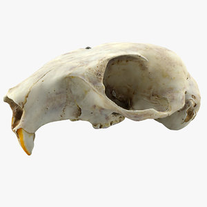 squirrel skull obj