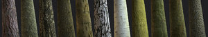Tree Bark Tileable Texture Pack