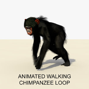 3d rigged chimpanzee walking animations