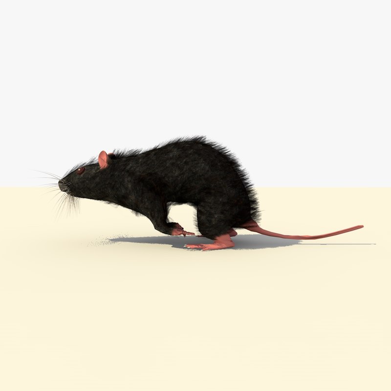 The mouse is running. Running Mouse. Блэк Маус.