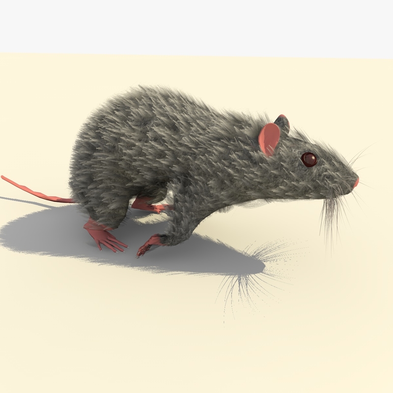 grey running mouse animations c4d