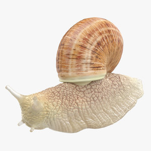 snail 01 3d max