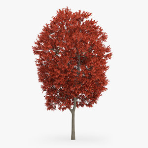 max red maple tree 16m