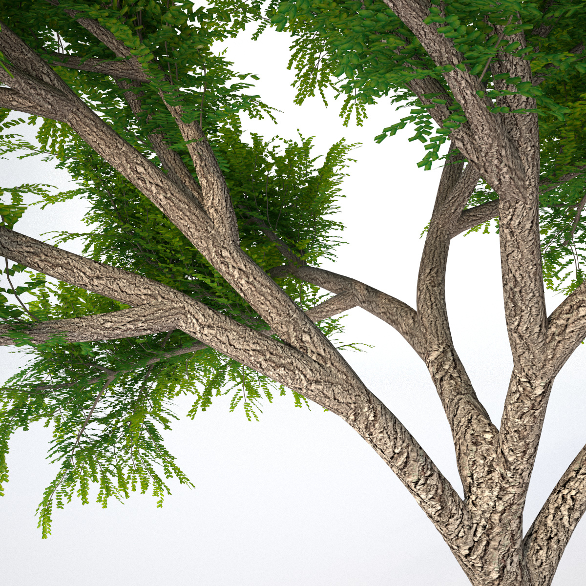 acacia tree 3d max