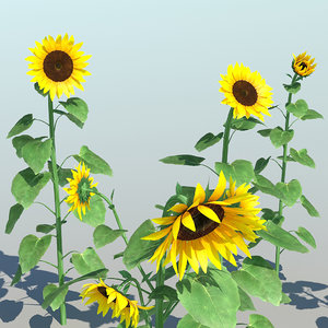 sunflower 9 3d model