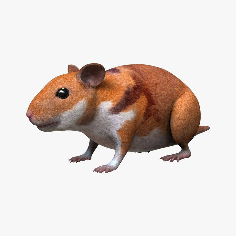 hamster 3d fbx