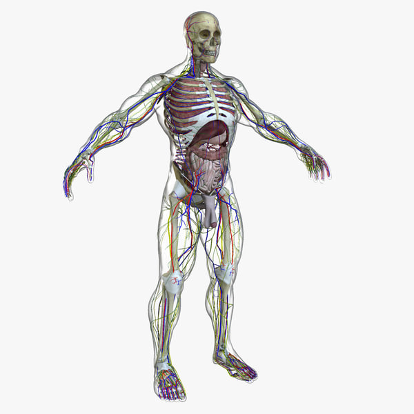 3d total anatomy figure