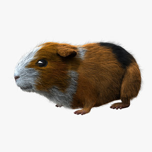 Guinea Pig 3d Models For Download Turbosquid