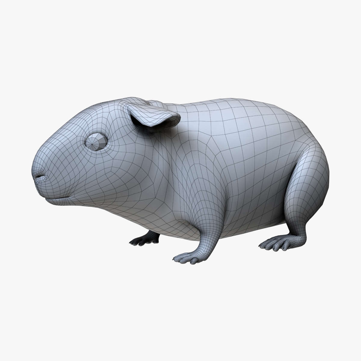 guinea pig - 3d fbx