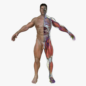 ultimate complete male anatomy 3d model