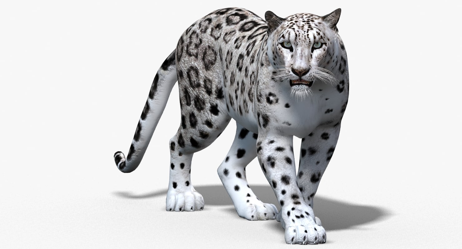 3d-snow-leopard-cat-animation-model