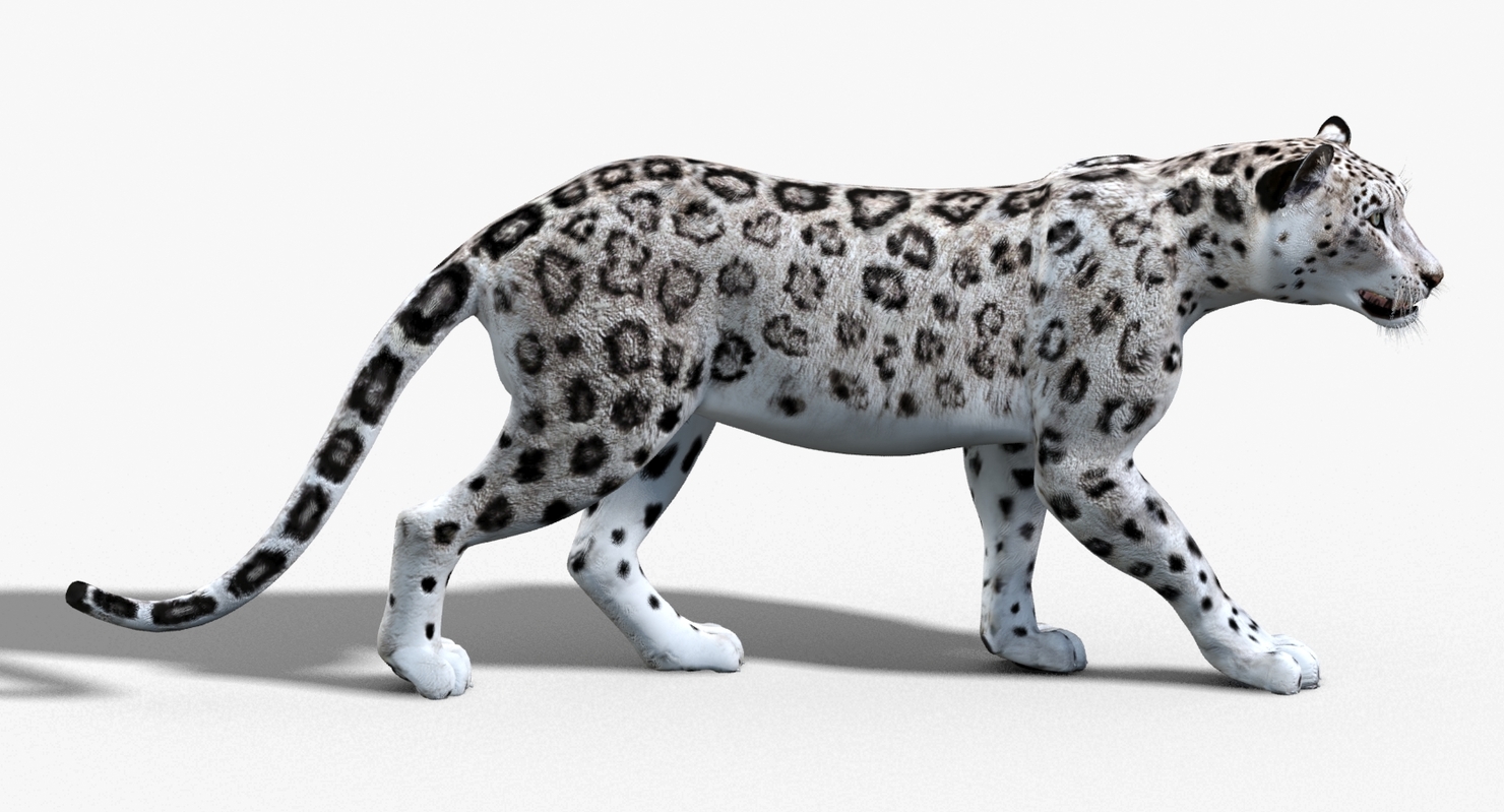 3d snow leopard cat animation model