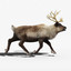 3d model reindeer fur rigged