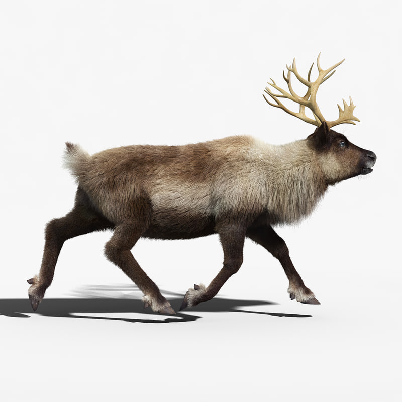 reindeer fur animation max - 800 x 800 jpeg 62kB