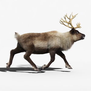 reindeer fur animation max