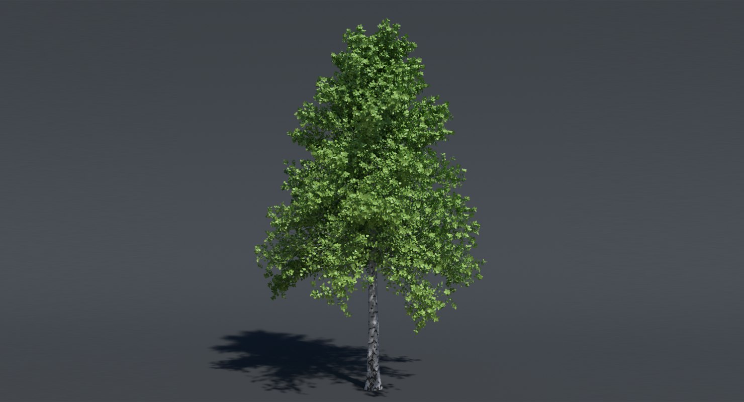 3d model birch tree