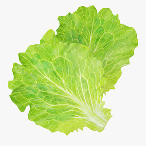fbx lettuce leaves