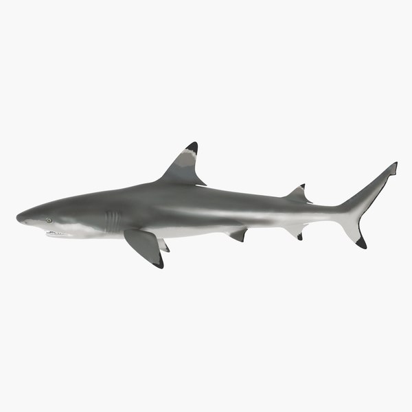 blacktip shark 3d model
