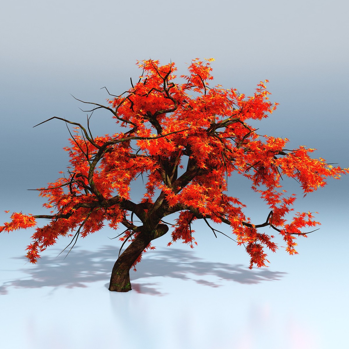 japanese maple tree 3d model