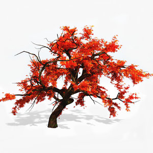 japanese maple tree 3d model