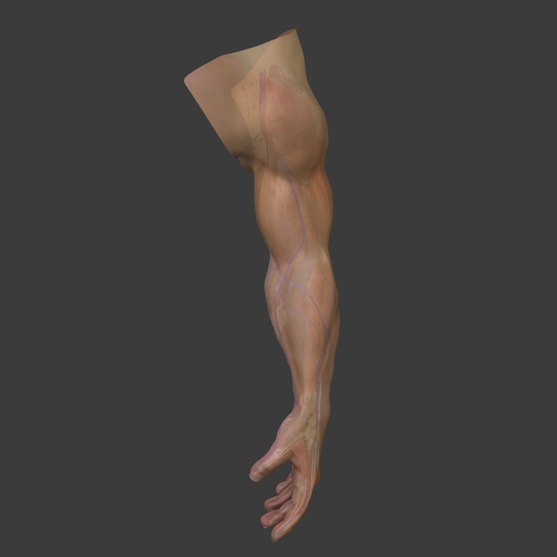 3d complete male arm anatomy