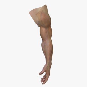 3d complete male arm anatomy