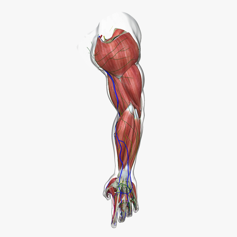 3d complete male arm anatomy