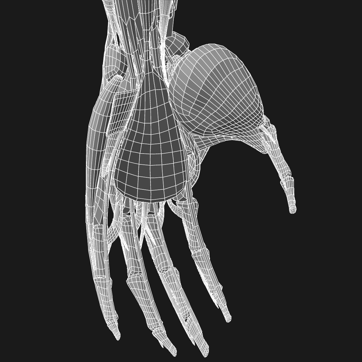 3d complete male arm anatomy