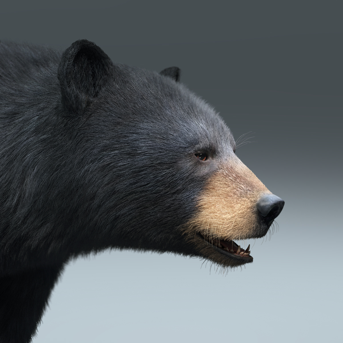 black bear fur