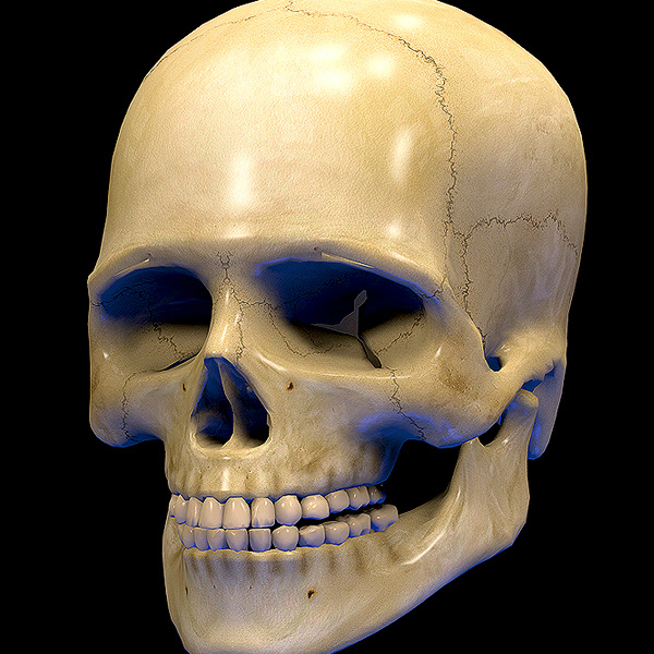 skull human real dxf