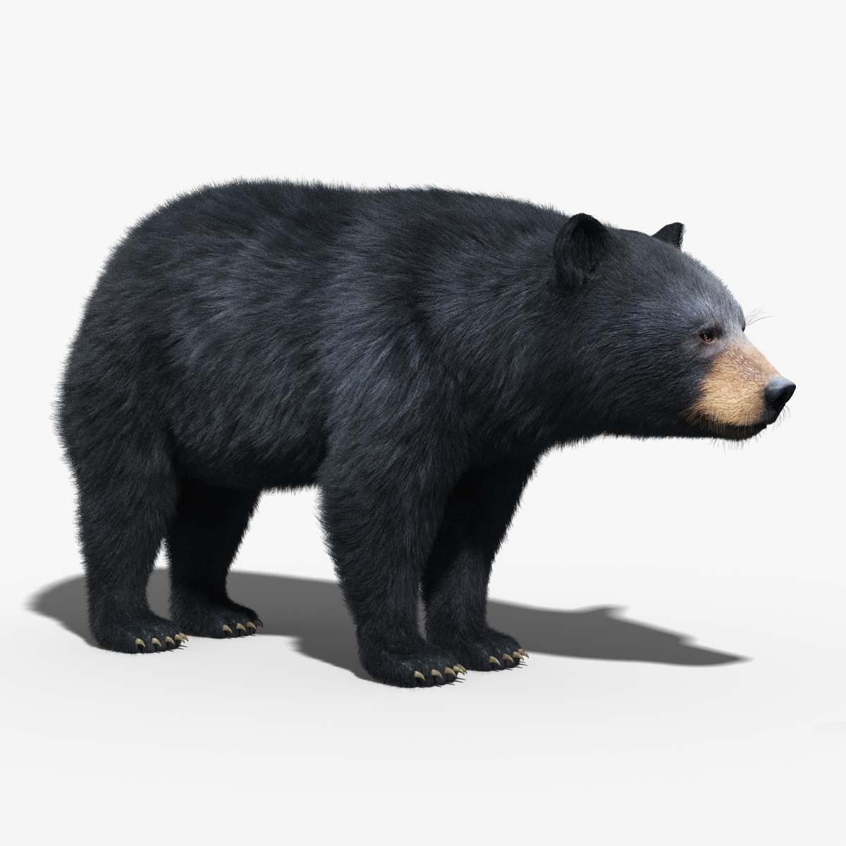 Schwarzbär (PELZ) (RIGGED) 3D-Modell - TurboSquid 950599