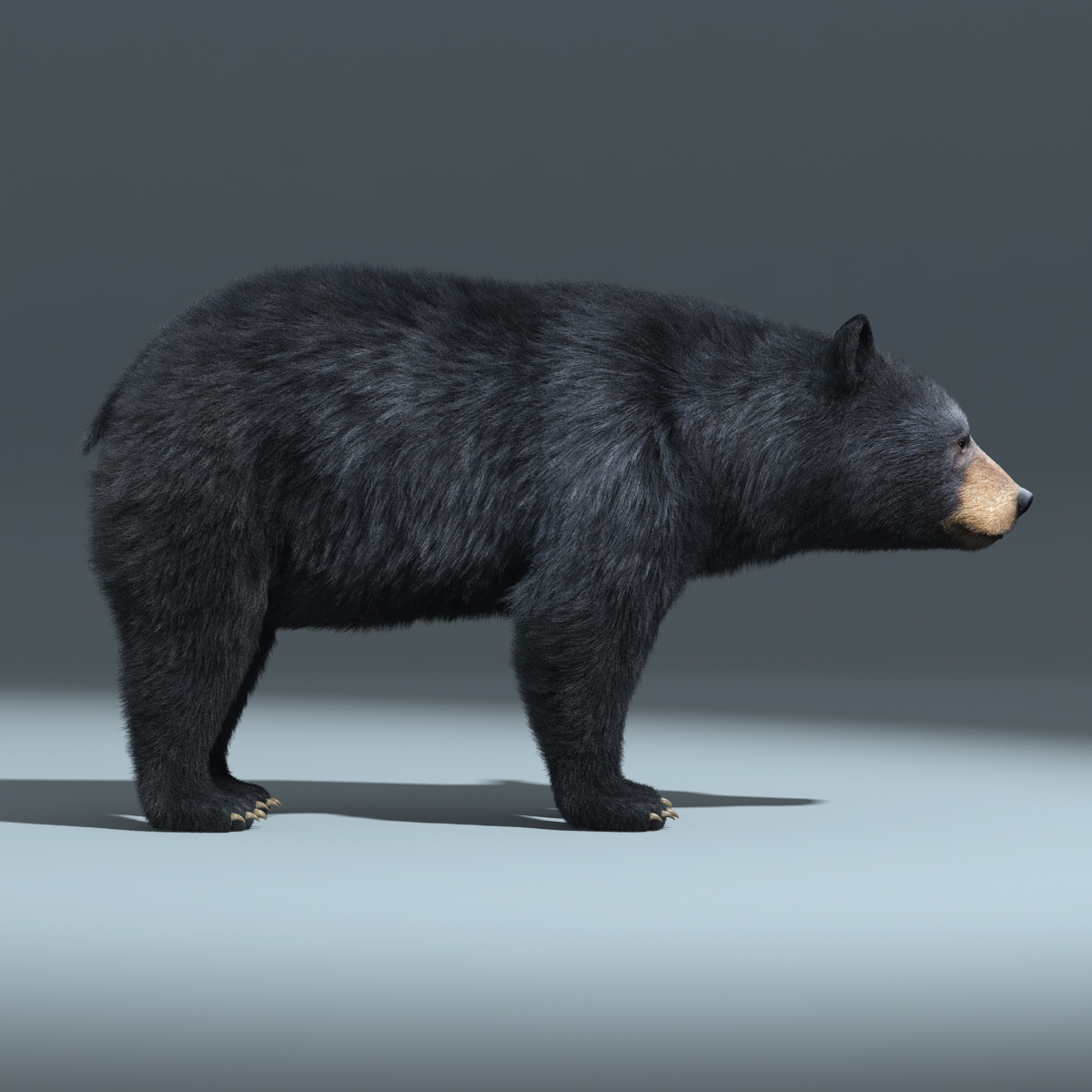 black bear fur rigged 3d max