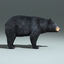black bear fur rigged 3d max