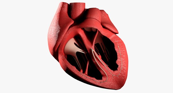heart anatomy best 3d model