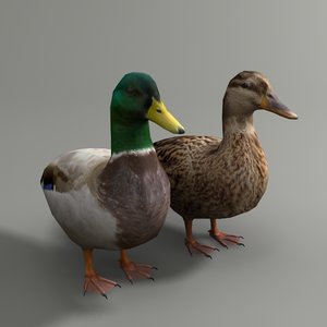 max mallard duck couple
