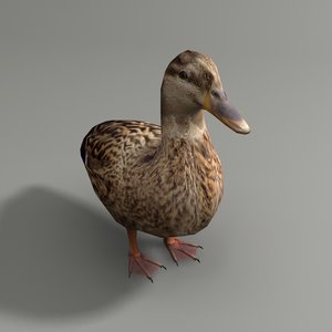 3d mallard duck female