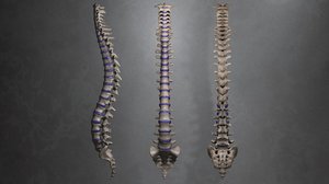 maya human spinal column