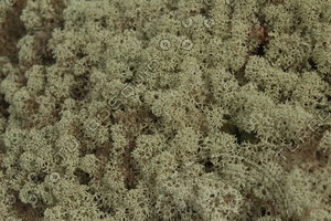 Moss_Texture_0001