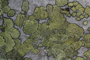 Lichen_Texture_0002