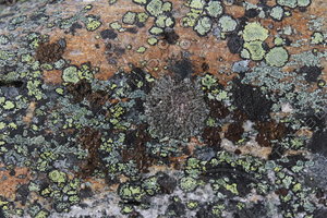 Lichen_Texture_0001