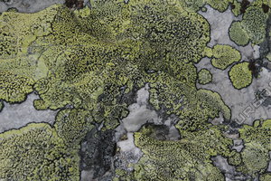 Lichen_Texture_0003