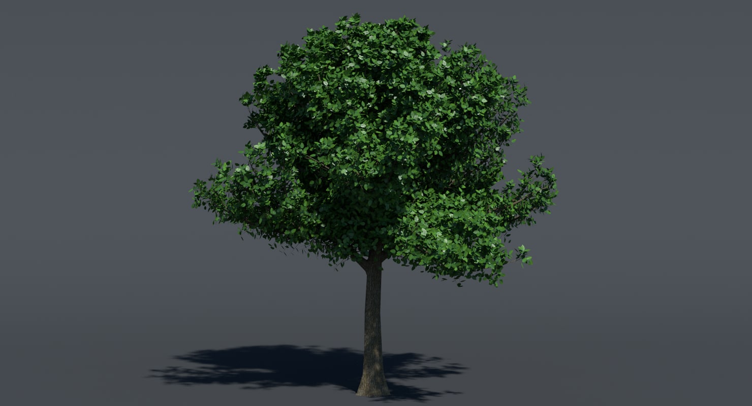 中等大小的树3d模型