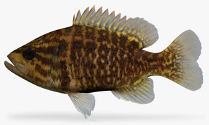 3d lepomis gulosus warmouth model